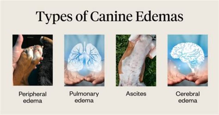 What causes edema in dogs legs