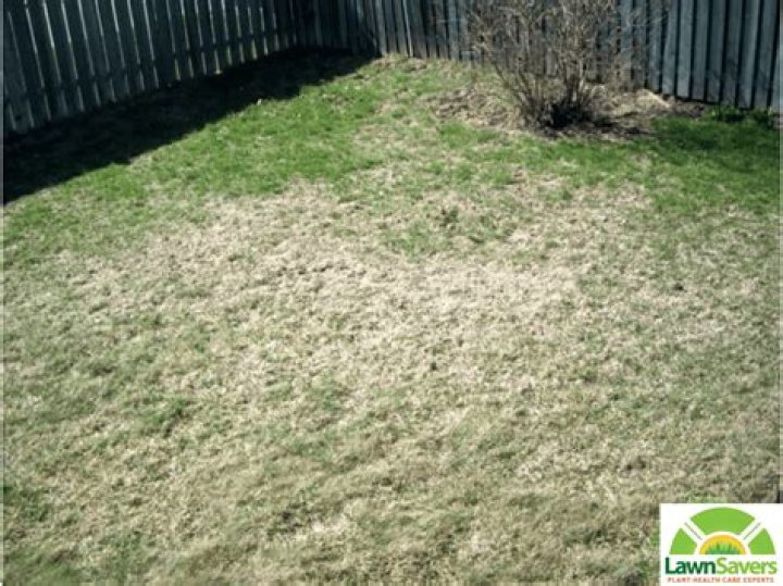 What causes grubs in your lawn