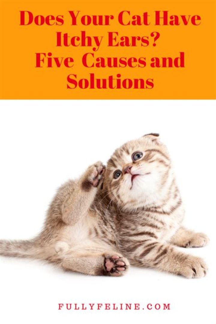 What causes itchy ears in cats