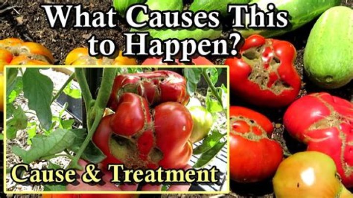 What causes misshapen tomatoes