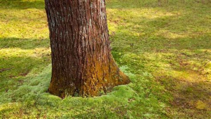 What causes moss to grow on trees