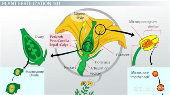 What causes over fertilization