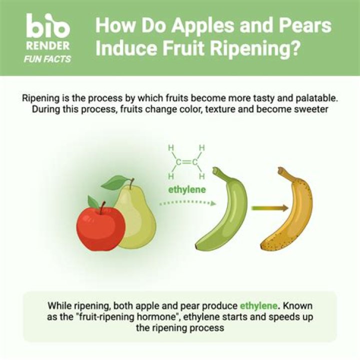What causes ripening of fruits