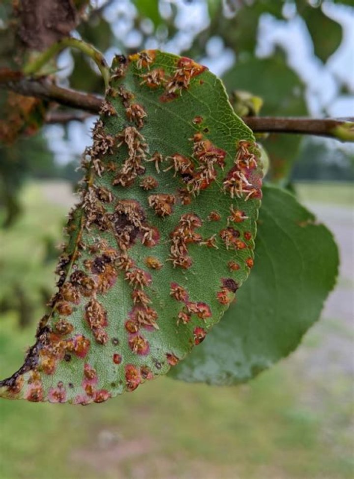 What causes rust on pear trees