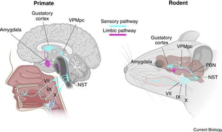 What causes satiety sensation