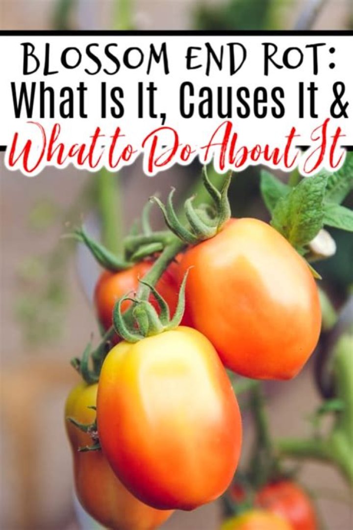What causes squash blossom rot