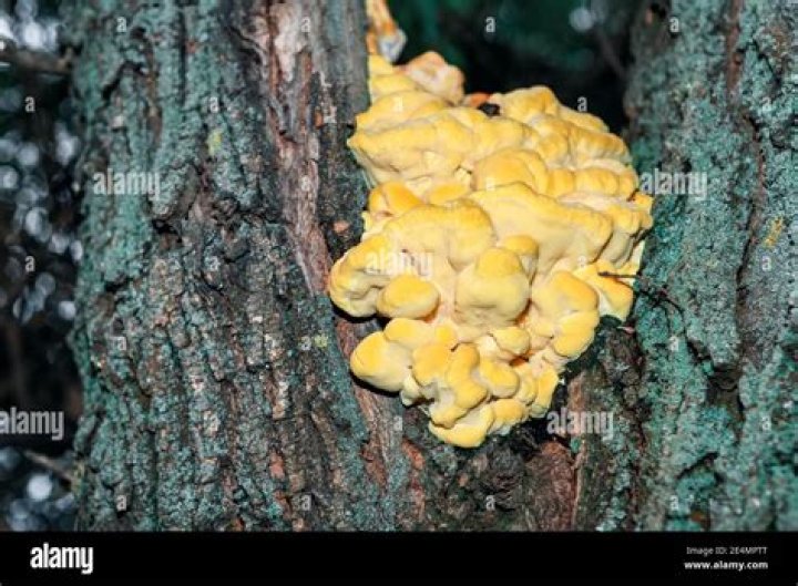What causes yellow fungus on tree