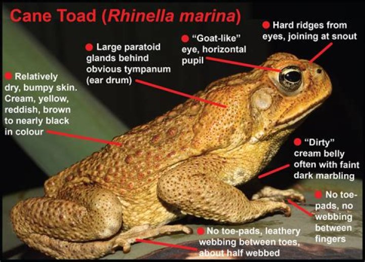 What chemicals kill cane toads