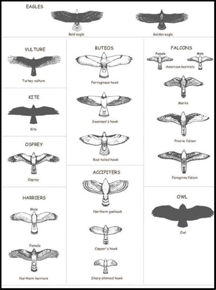 What classifies a bird as a raptor