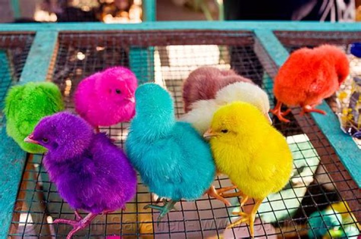 What color are newborn chicks