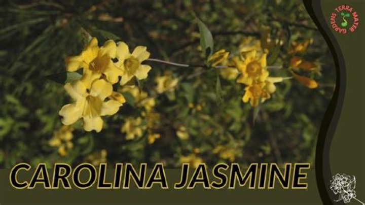 What color is Carolina jasmine