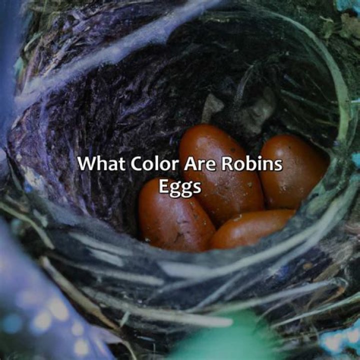 What Colour are robins eggs UK