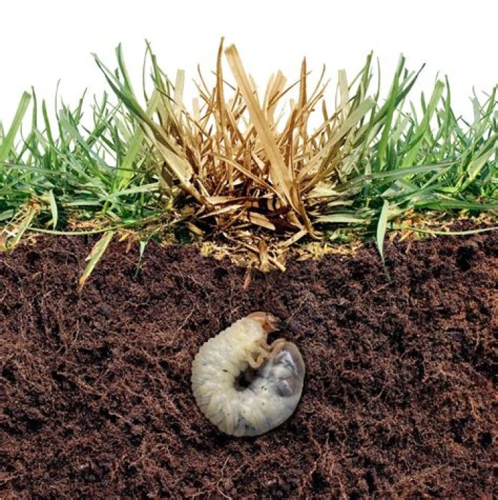 What conditions do grubs like