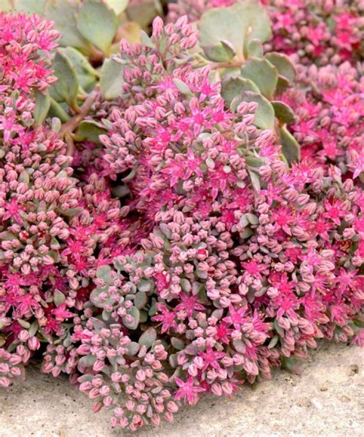 What conditions do sedums like