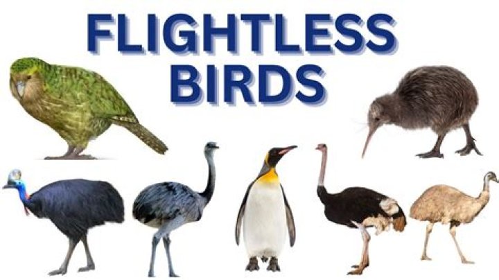 What defines a flightless bird
