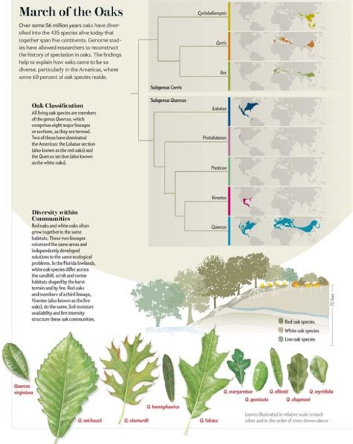 What did oak trees evolve from