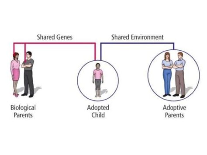 What do adoption studies show
