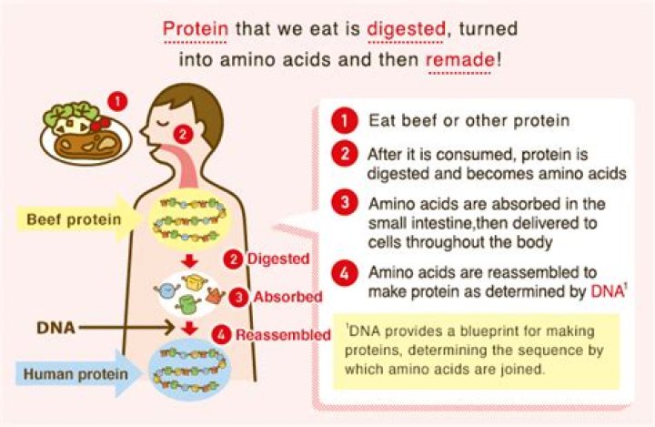 What do amino acids turn into