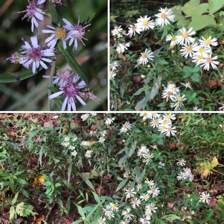 What do aster leaves look like