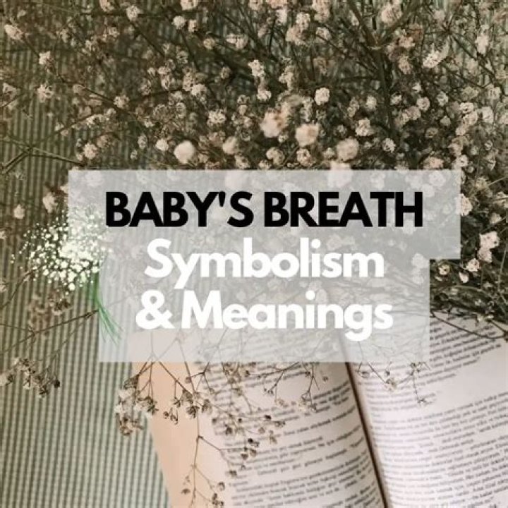 What do babys breath symbolize