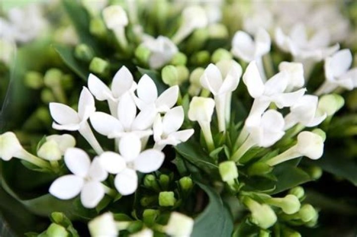 What do bouvardia flowers mean