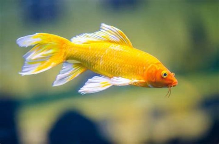 What do butterfly koi fish eat