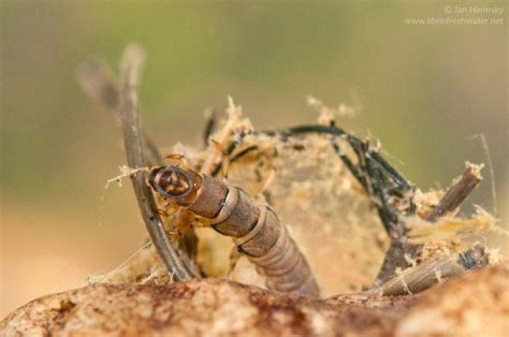 What do caddisfly larvae feed on