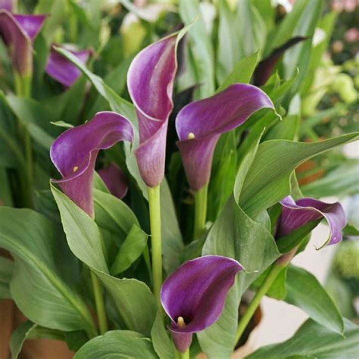 What do calla lilies look like