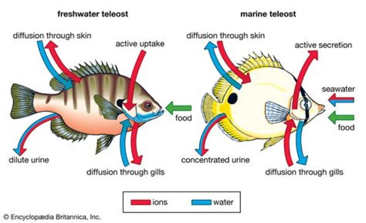 What do fishes release as a waste