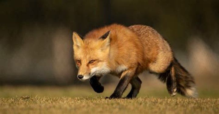 What do foxes need to survive