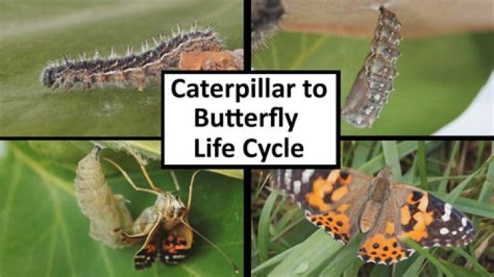 What do hairy caterpillars become