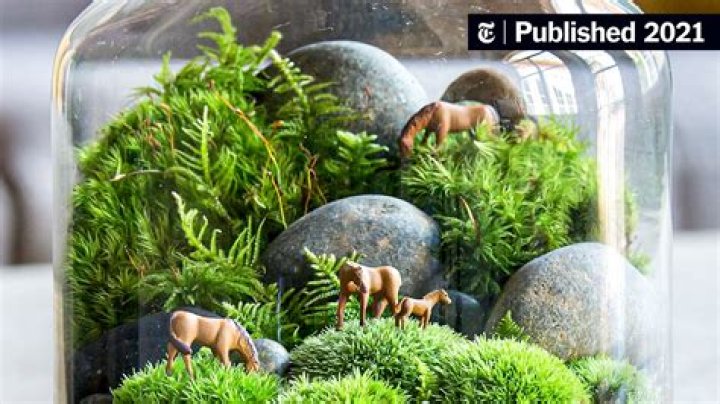 What do I need for a terrarium