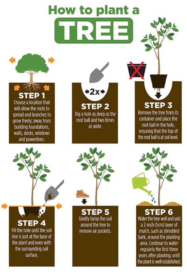What do I need to plant a tree