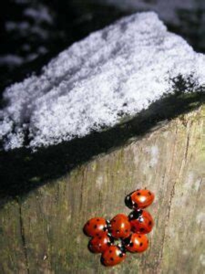 What do ladybugs do in winter