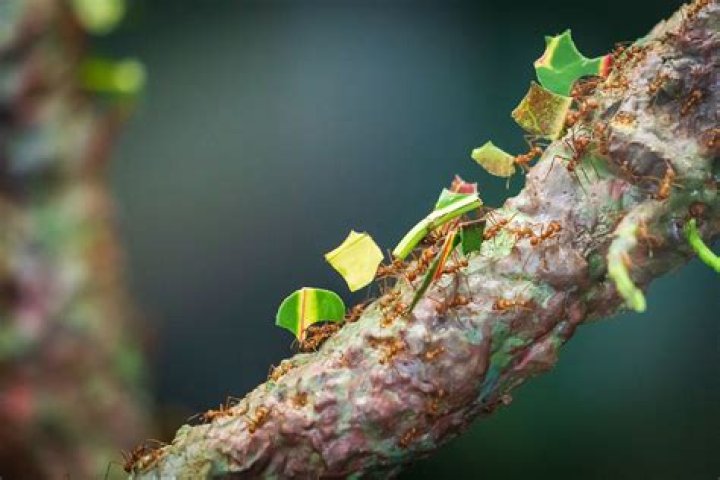 What do leaf cutter ants eat *