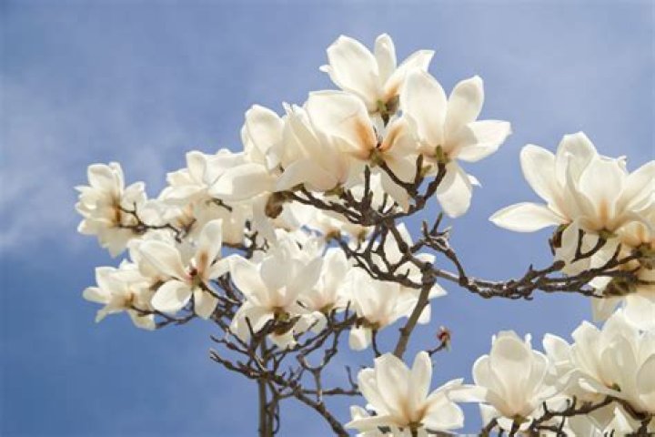 What do magnolia flowers mean