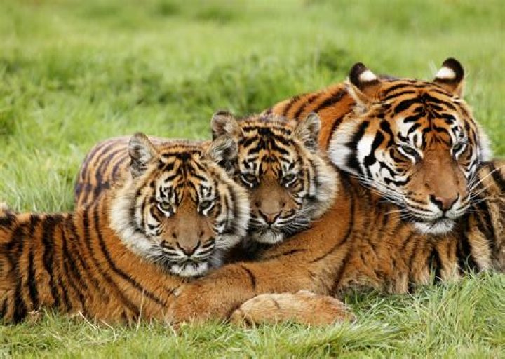 What do tigers use for shelter