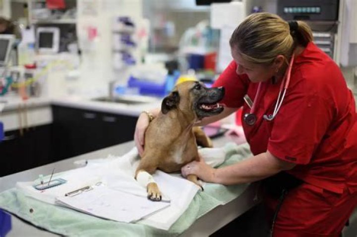 What do vets use to sedate animals