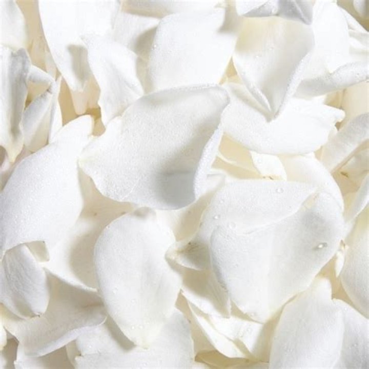 What do white rose petals mean