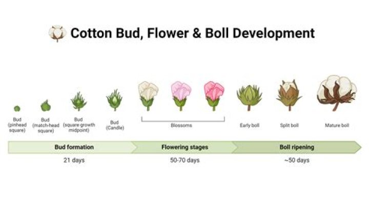 What do you call a cotton boll