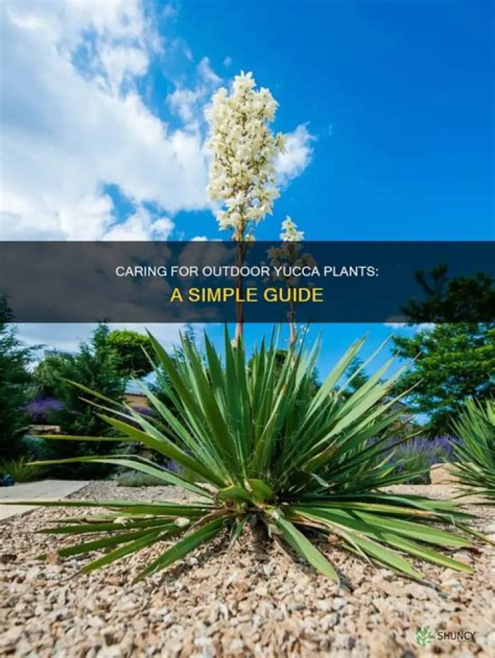 What do you do after yuccas bloom