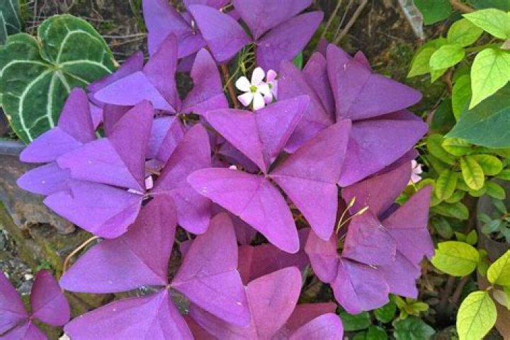 What do you do with oxalis in the winter