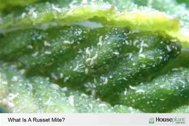What do you spray on russet mites