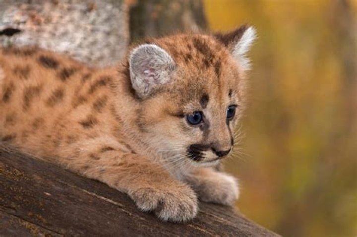 What does a cougar baby look like