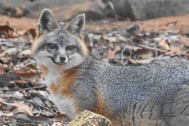 What does a gray fox look like