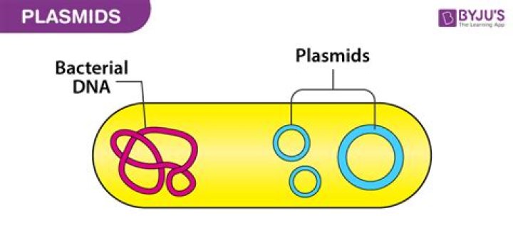 What does a plasmid contain