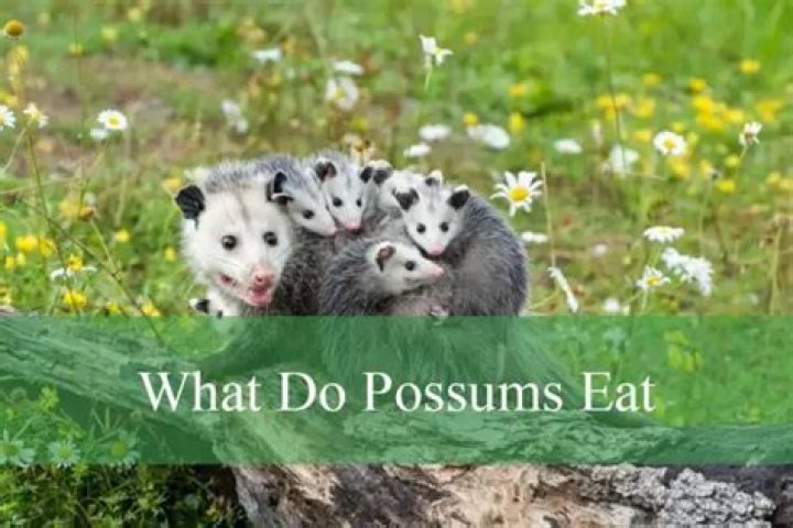 What does a possum taste like