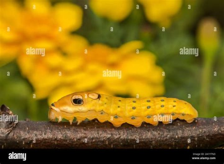 What does a spicebush swallowtail caterpillar eat