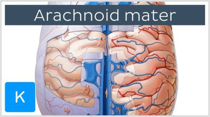 What does arachnoid mean in medical terms