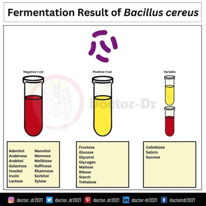 What does Bacillus cereus ferment